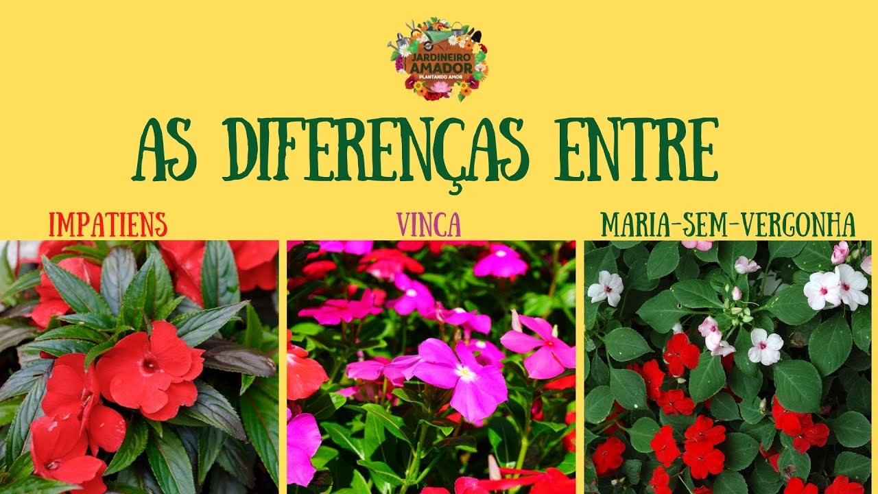 As diferen&ccedil;as entre impatiens, vinca e maria-sem-vergonha