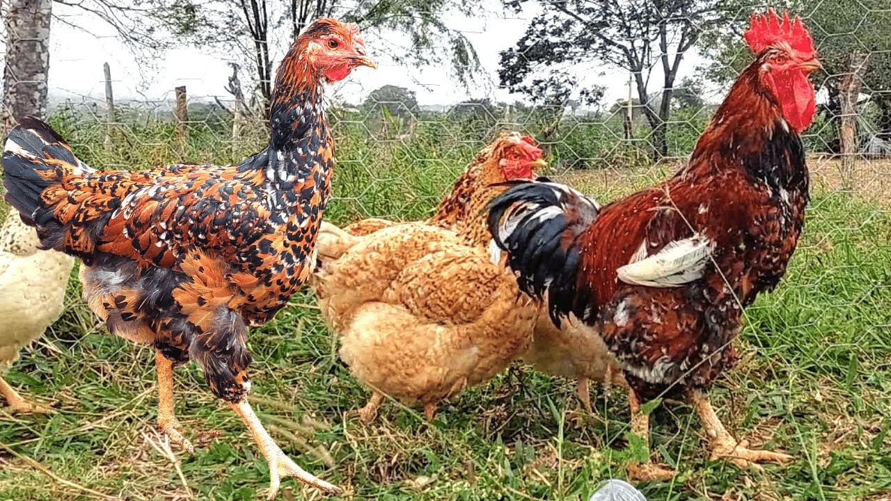 🐔 Criação de Galinhas - Saiba Como Evitar as Doenças Mais Comuns