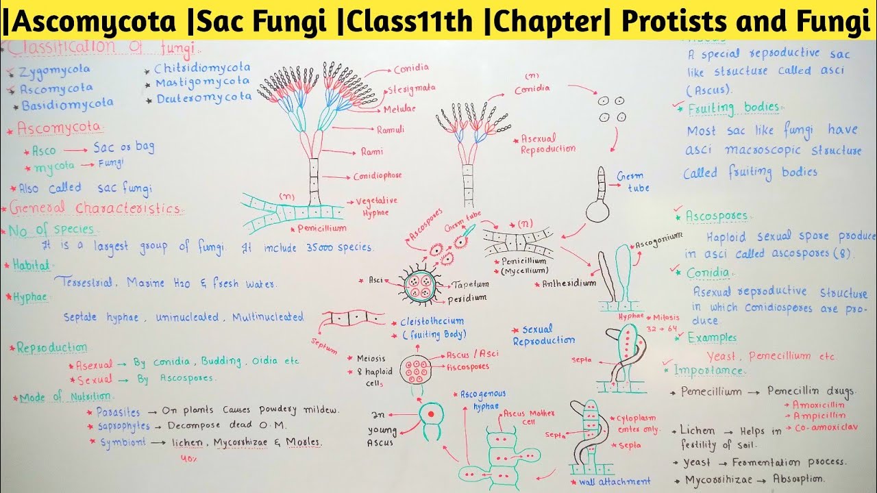 |Ascomycota |Sac Fungi |Class11th |Chapter| Protists and Fungi 