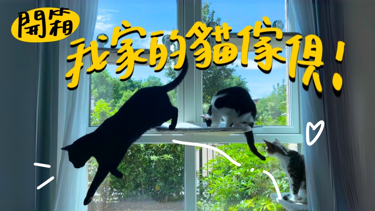 貓跳台、貓走道怎麼擺最好？一起打造貓咪的理想空間！貓貓傢俱好物推薦【三貓日常空間全記錄】