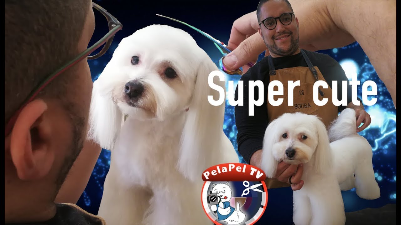 PELUQUERÍA CANINA - ASIAN STYLE CON COTTON DE TULEAR CON DI SOUSA