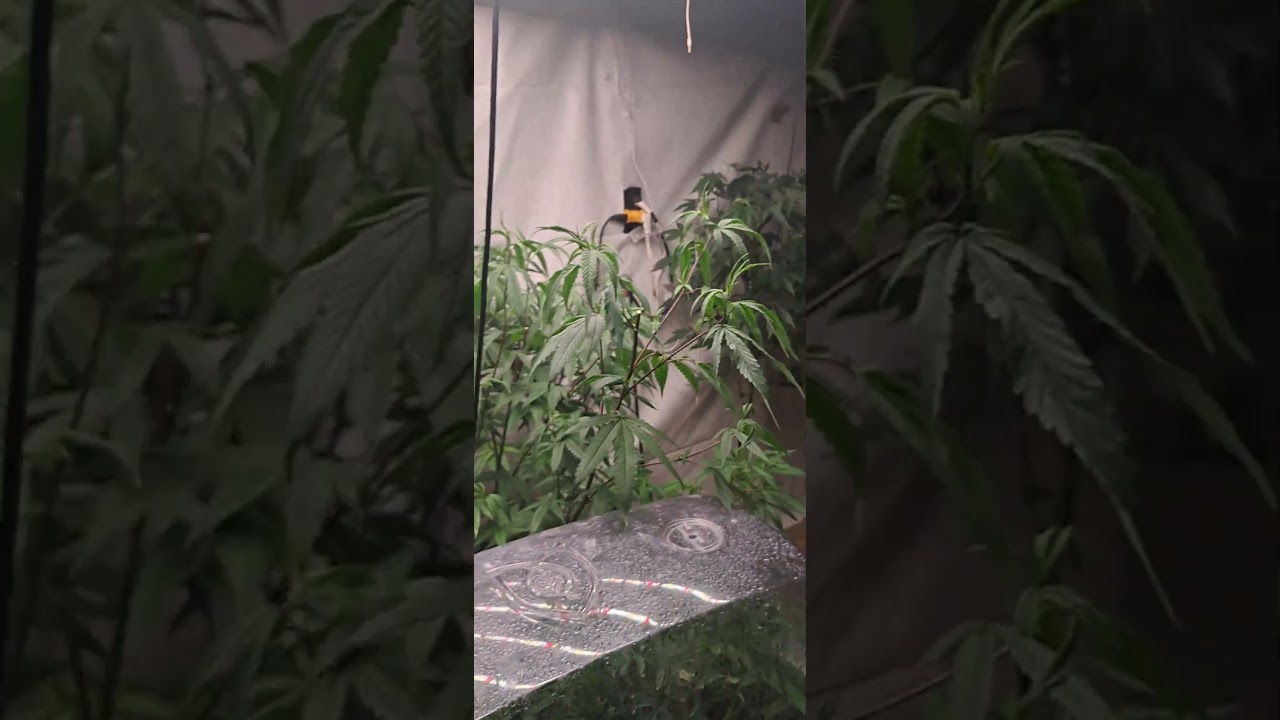 Dank Breeds LLC. room 1 almost full 