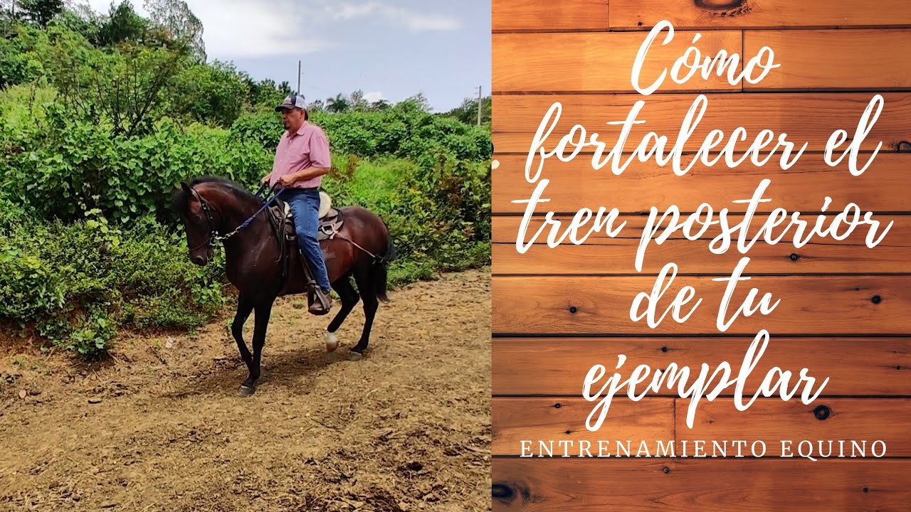 COMO FORTALECER EL TREN POSTERIOR A TU EJEMPLAR