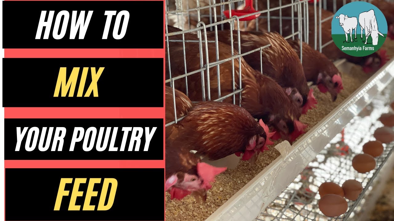 Poultry Feed Formulation: How We Make Our Own Poultry Feed