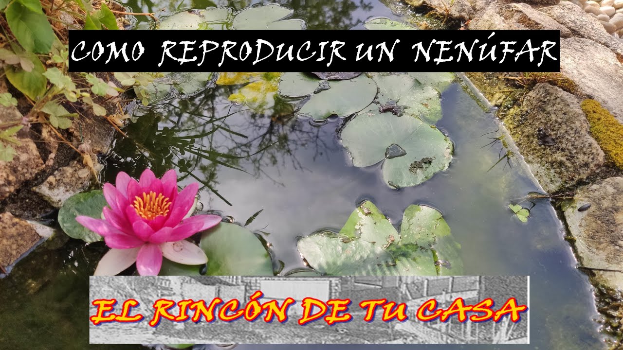 REPRODUCIR LA PLANTA DE  NENÚFAR , Fácil