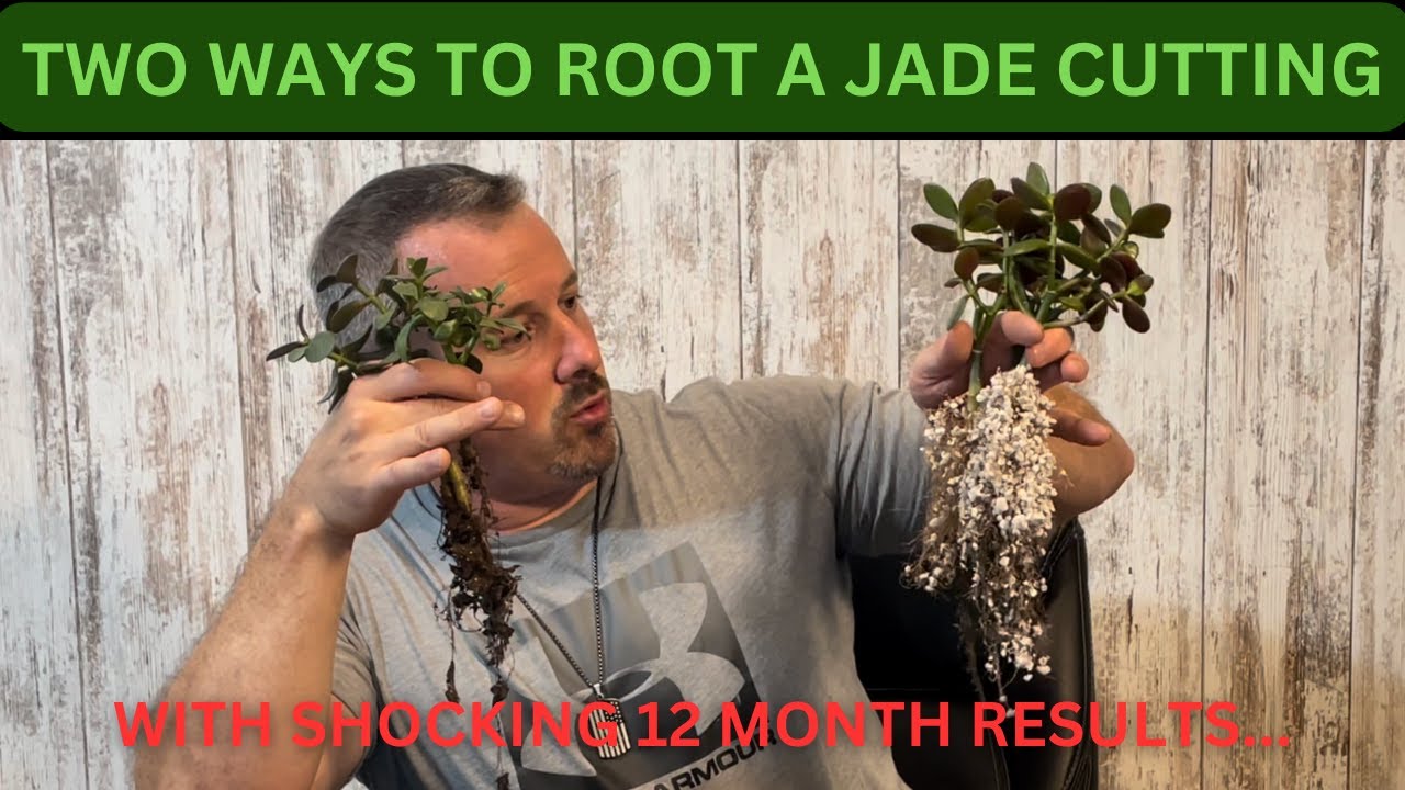 TWO WAYS TO ROOT JADE CUTTINGS WITH 12 MONTH RESULTS