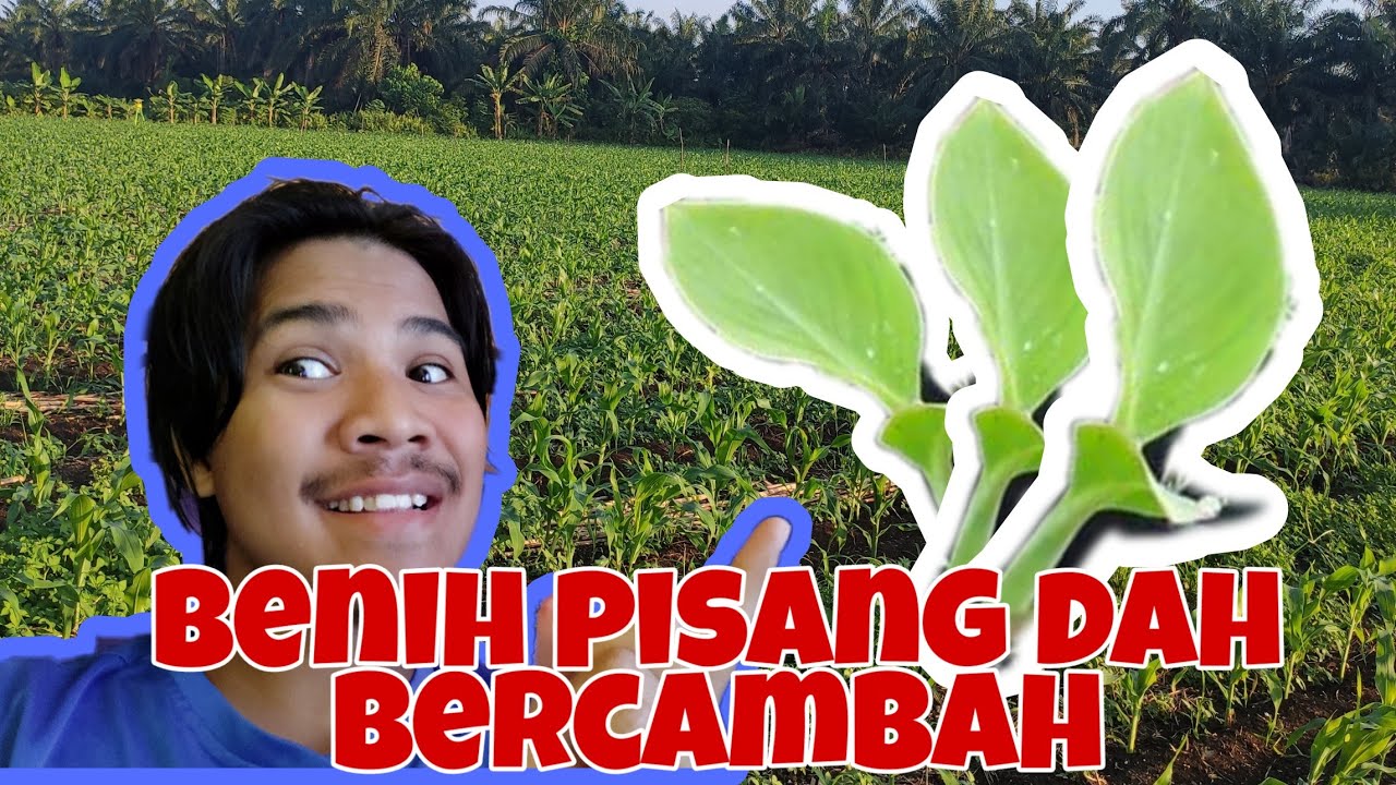 Pokok pisang dah mula bercambah, tanam benih pisang baru...🤔🤔🤔