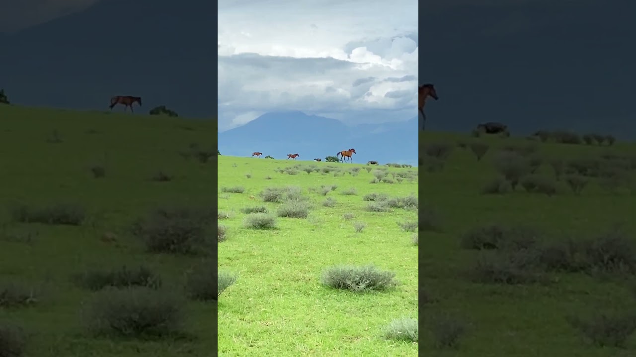 Padang Savana Mausui, Watu Nggene, Kec. Kota Komba, Kabupaten Manggarai Timur, Nusa Tenggara Tim.