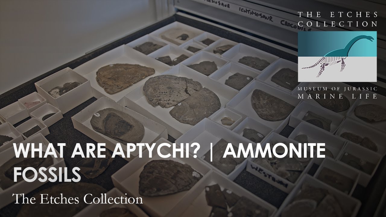 What are APTYCHI? | AMMONITE fossils