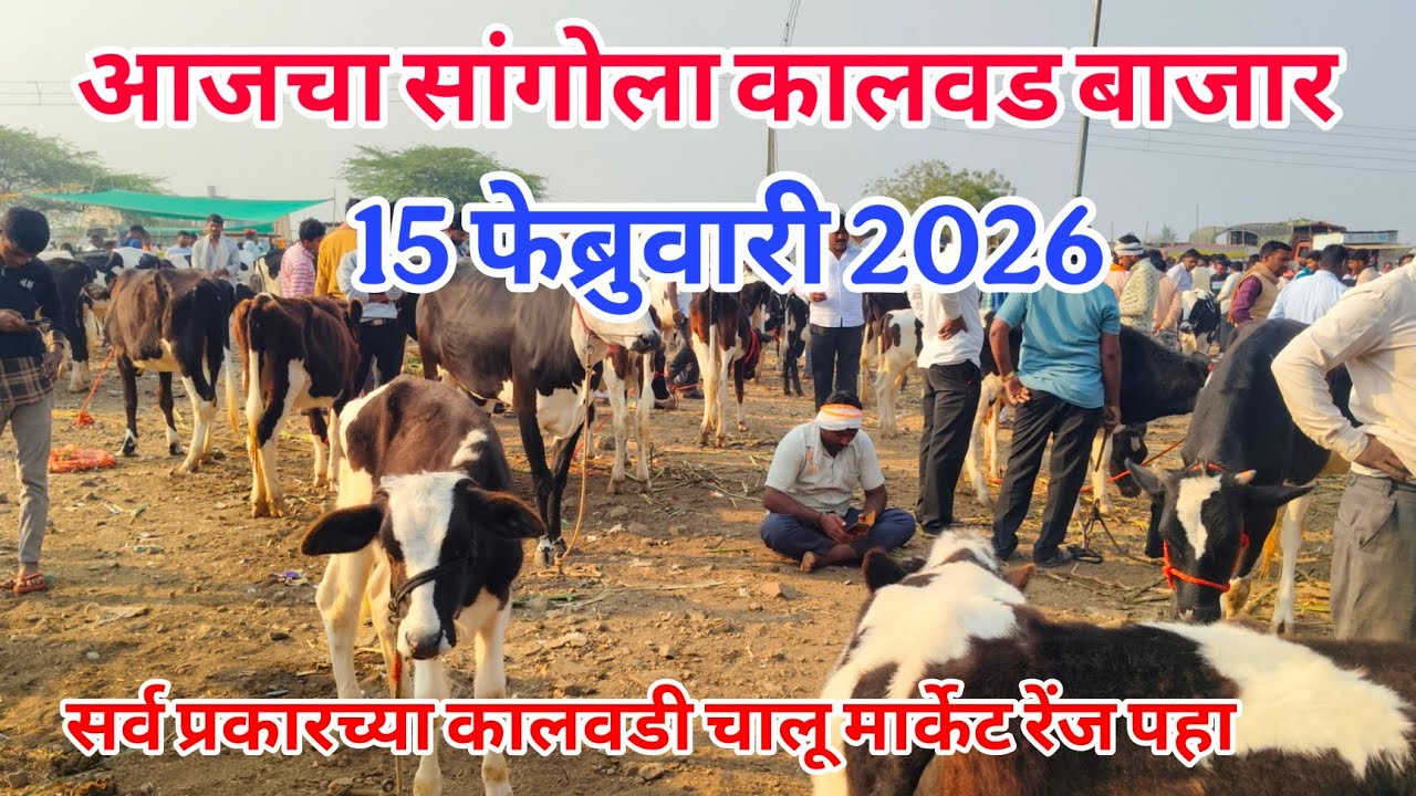 आजचा सांगोला कालवड बाजार 15 फेब्रुवारी 2026 #Kalavad_Bazar #कालवड _बाजार #sangola_bazar #पाडी बाजार 