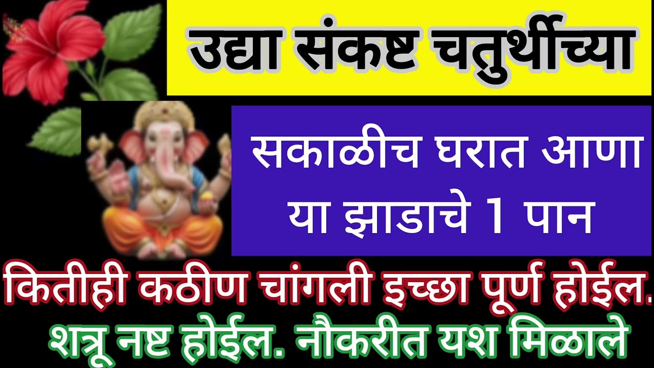 #संकष्टी चतुर्थीला आणा या झाडाचे 1 पान कितीही कठीणात कठीण चांगली इच्छा पूर्ण होईल. #sankashthi #upay