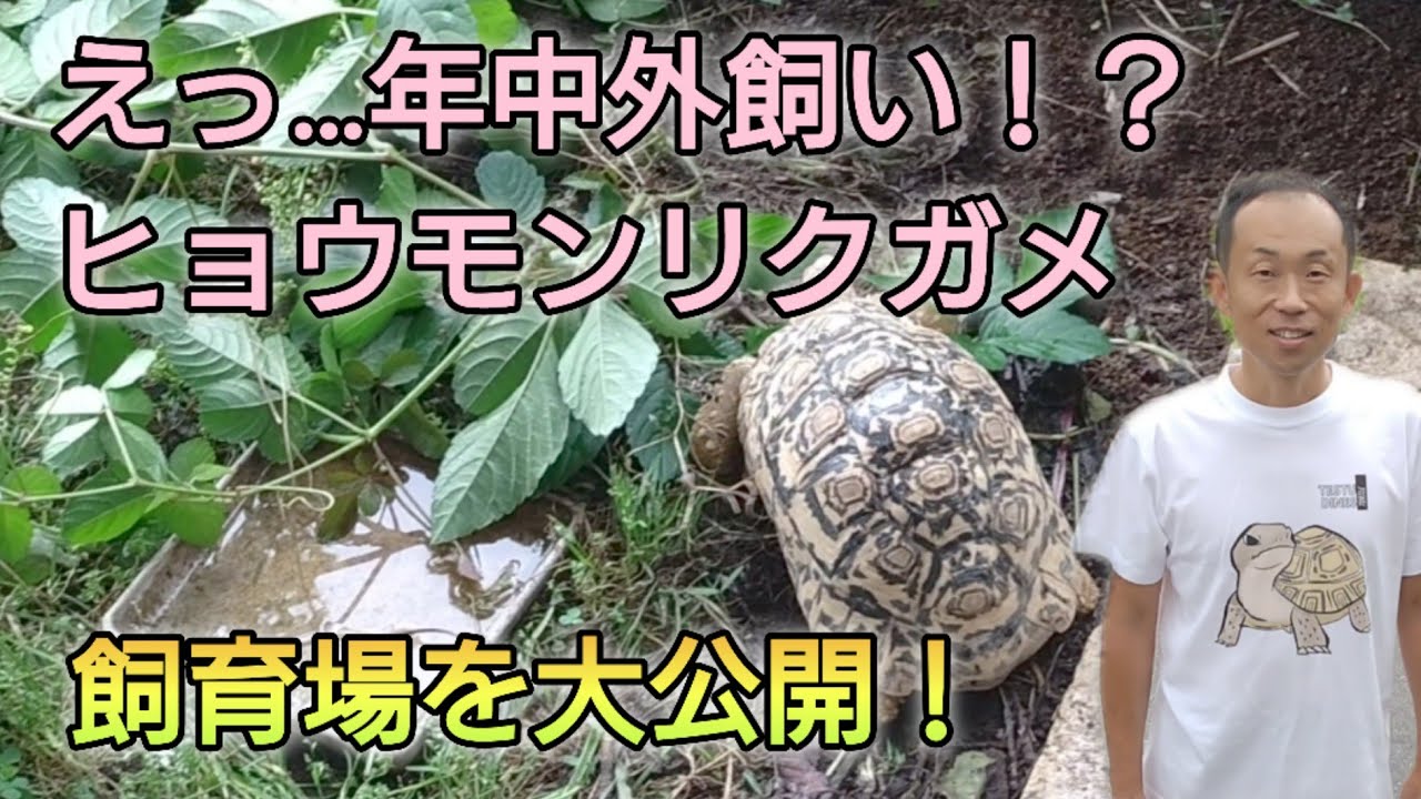 🐢ヒョウモンリクガメの屋外飼育と繁殖環境を完全紹介！🐢