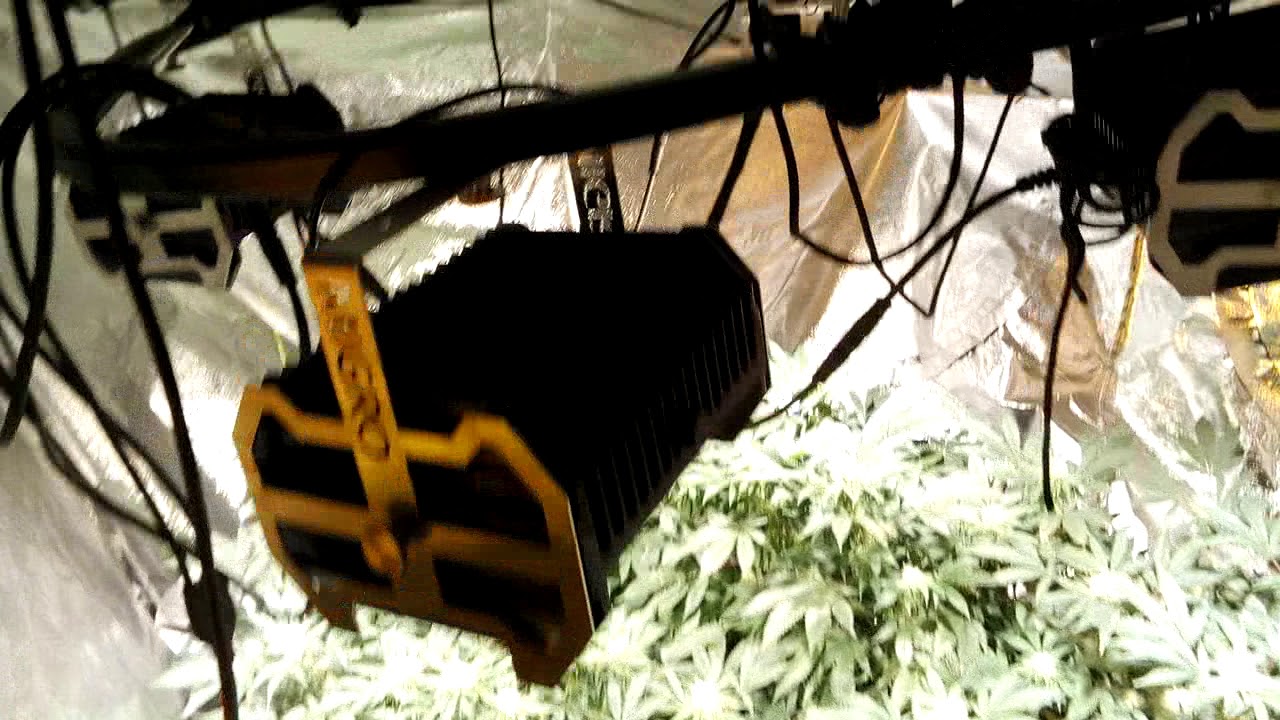 UK Closet grow diary MIGRO 400 LED Vs HPS