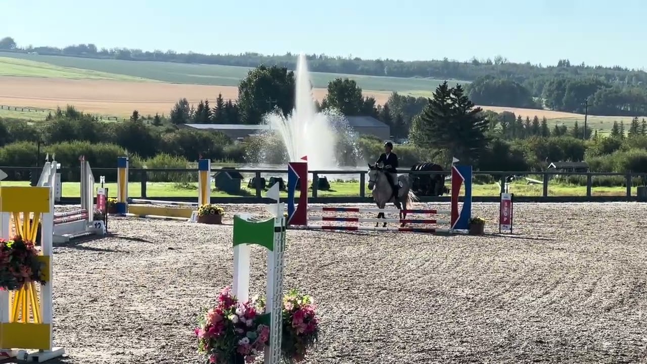 Onwards Grace Omalley, 2019 Irish Sport Horse mare. 