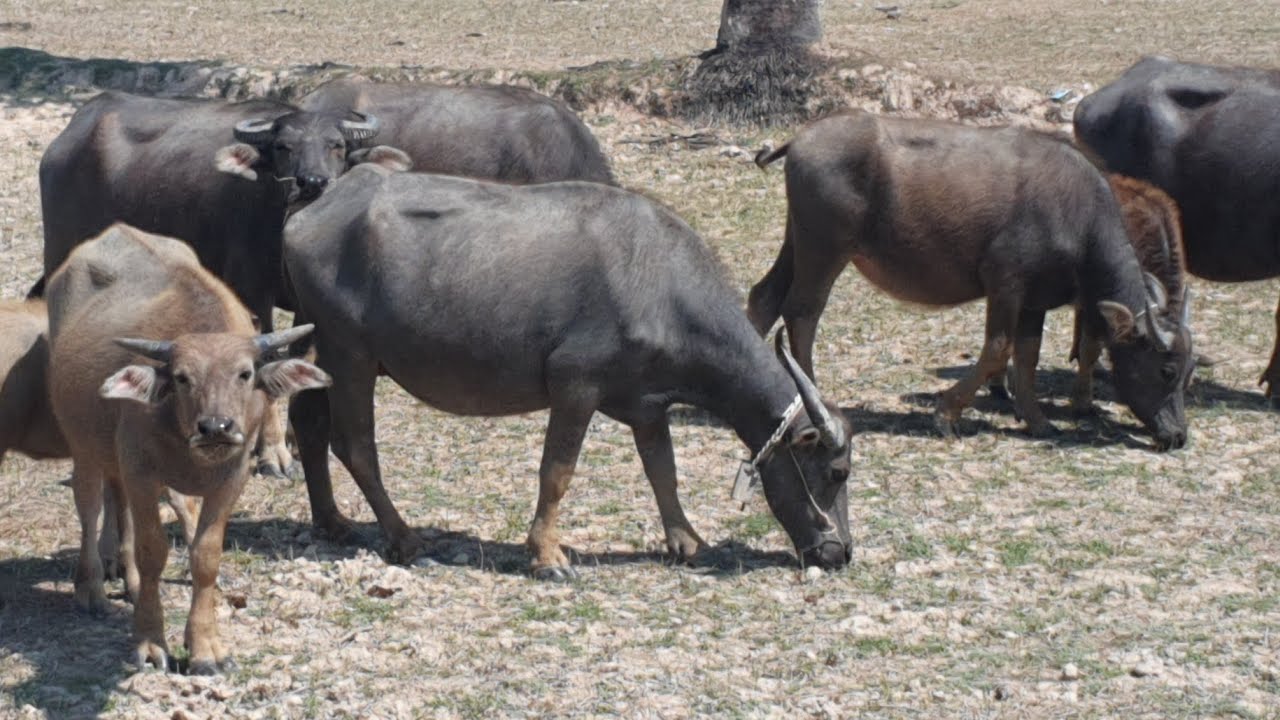 Many buffaloes are eating grass.🐃