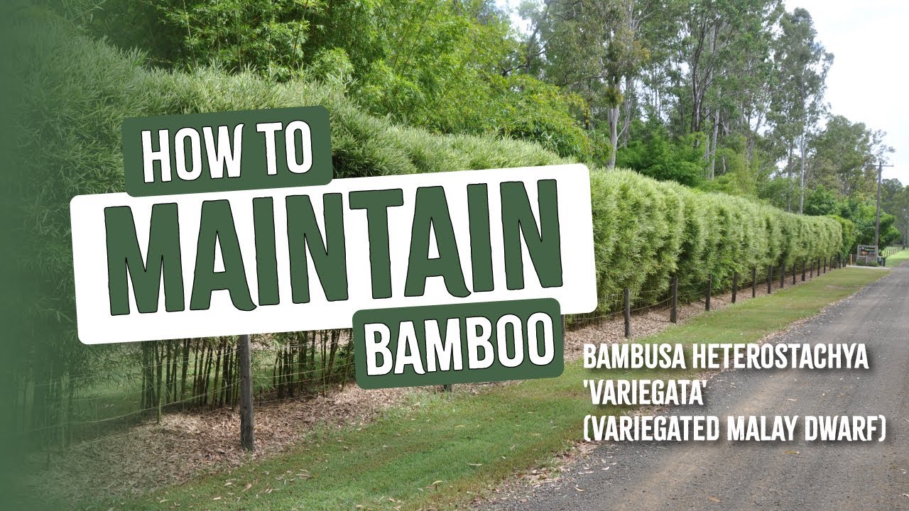 How to maintain Bambusa heterostachya 'Variegata' (Variegated Malay Dwarf) for screening and hedging