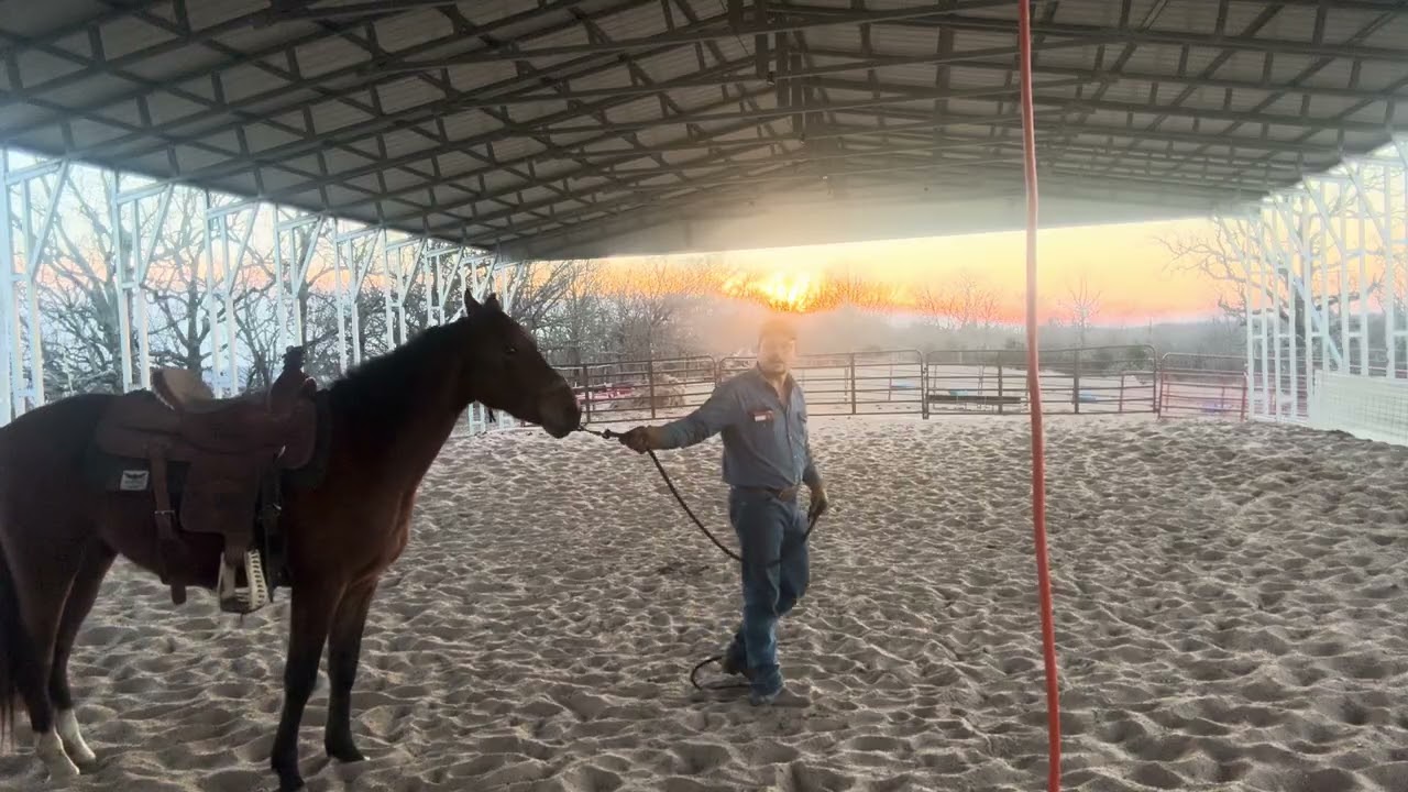 “Saddle Monster” time on one of the 2 year olds I got in today. 