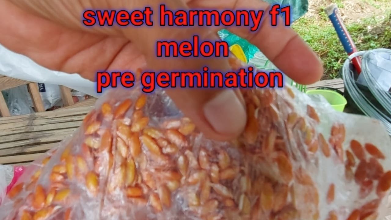 pre germination melon (sweet harmony f1 eastwest seeds)