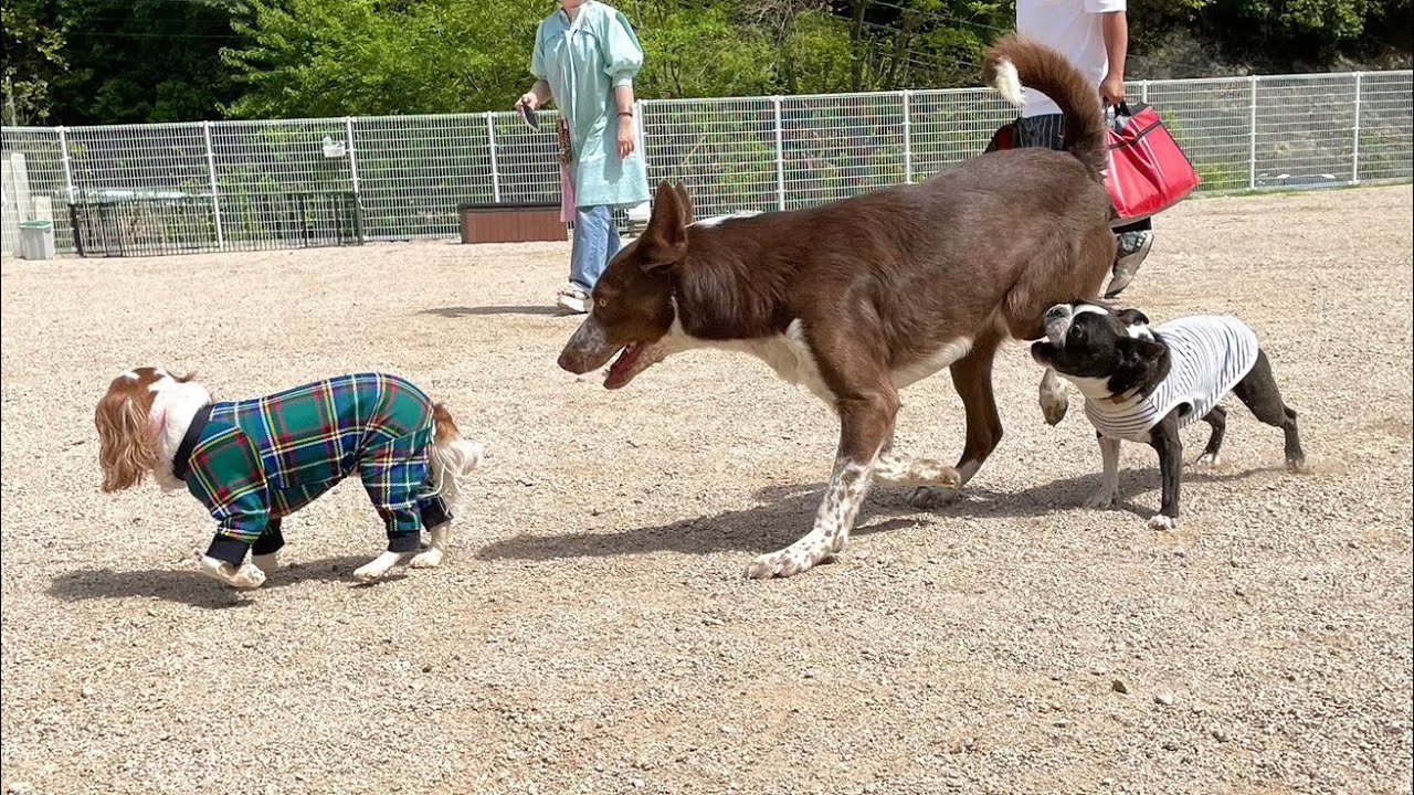 〝初アジリティ〟に挑戦したら我が子が自由すぎた