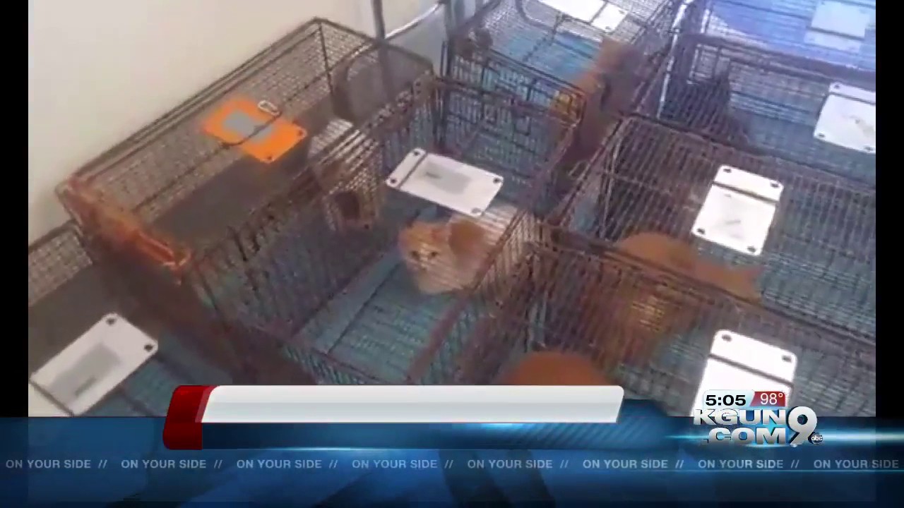 Pima Animal Care Center recovers 19 cats from home