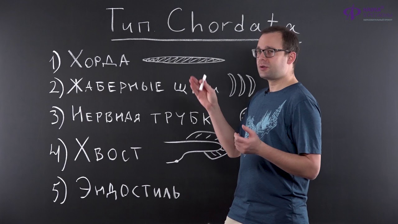 Биология | Хордовые