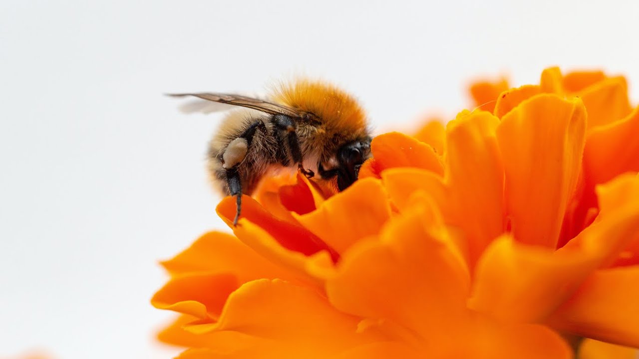 Bumblebees Bite Plants To Make Them Flower Early | With a little nudge bumblebees speed up flowering