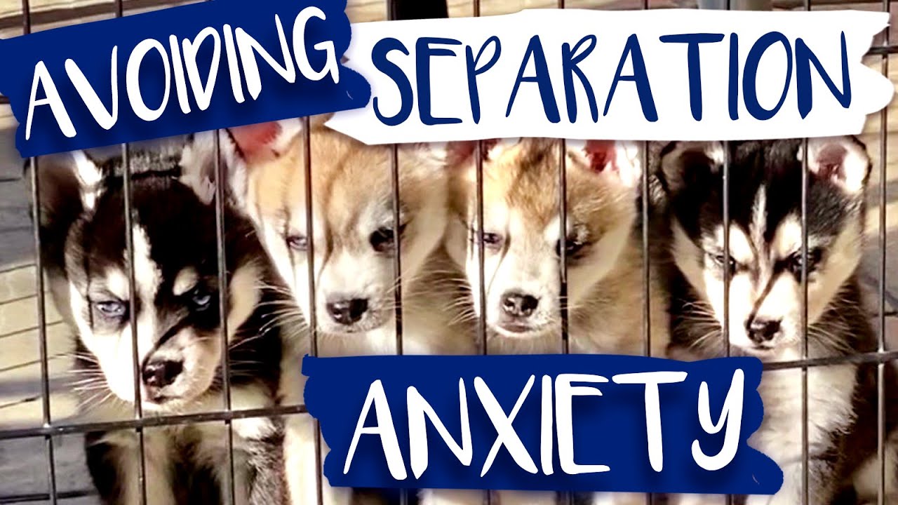 Alaskan Klee Kai - 5 Tips To Prevent Separation Anxiety In Your AKK
