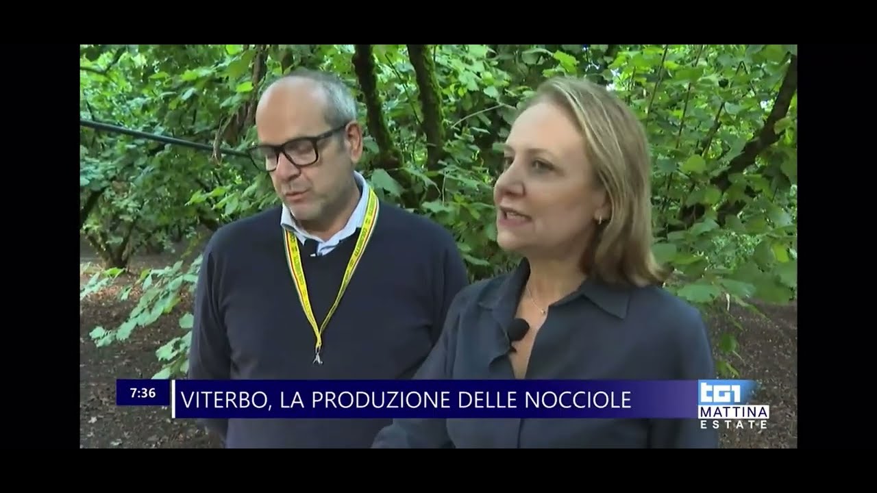L'approfondimento del Tg1 del 3 settembre sul calo di produzione delle nocciole a Viterbo 