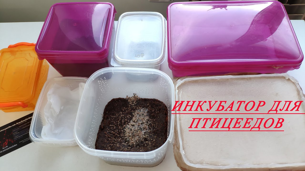 Инкубатор для пауков птицеедов  Разведение птицеедов