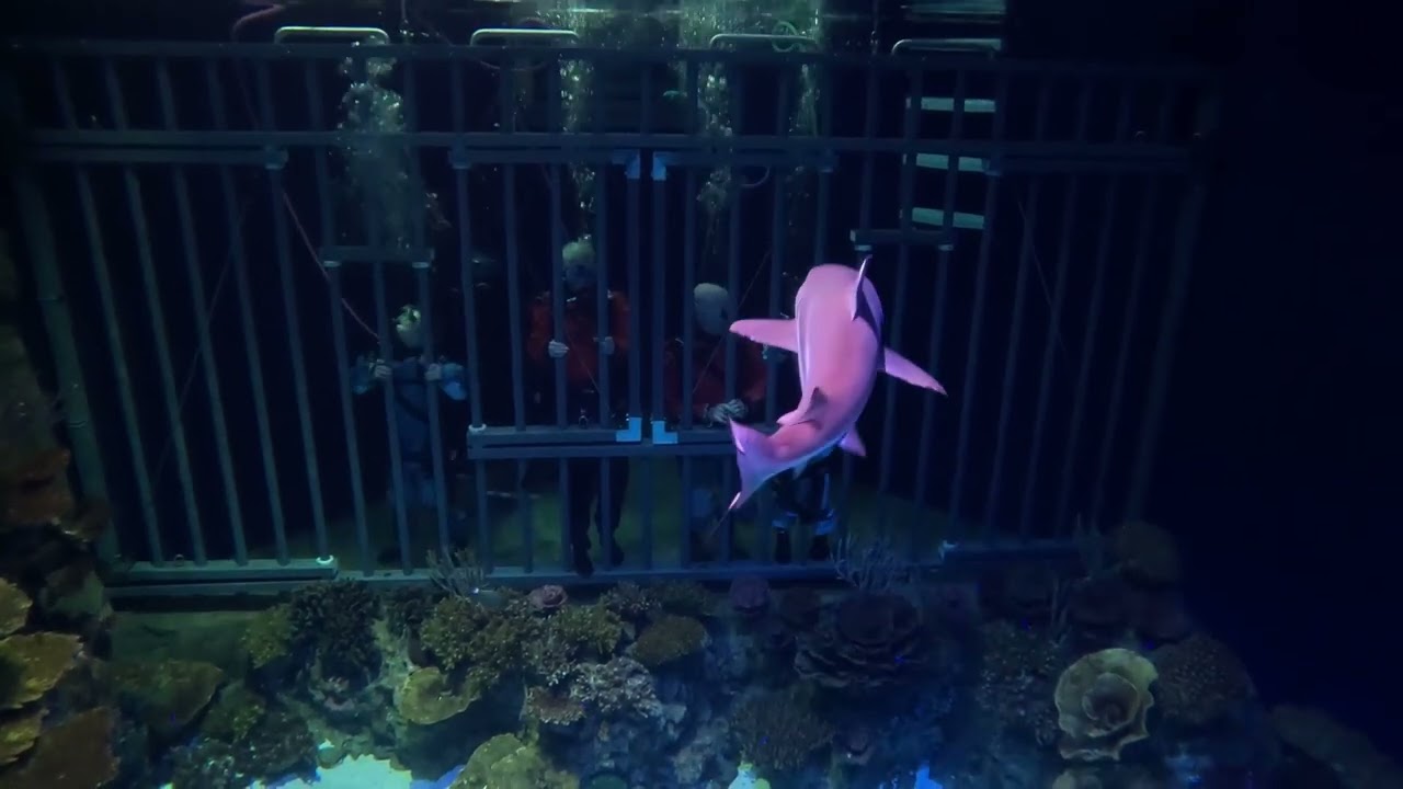 Point Defiance Zoo & Aquarium's Eye-to-Eye Shark Dive