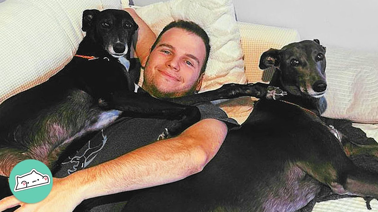 Ex-Racing Greyhounds Didn’t Trust Anyone. Now They Demand Love From Humans | Cuddle Buddies