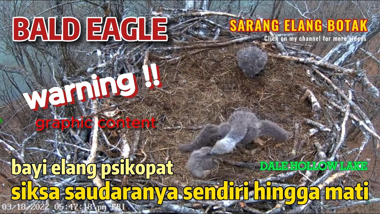 ANAK ELANG BOTAK MENYIKSA SAUDARA SENDIRI HINGGA TEWAS