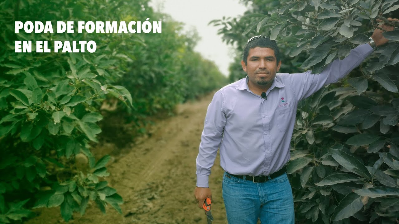 PODA DE FORMACIÓN EN EL PALTO