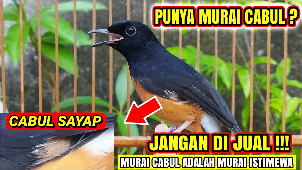 MURAI CABUL  / CABUT BULU JANGAN PANGKAS EXTRA FOODING❗BEGINI SOLUSINYA❗