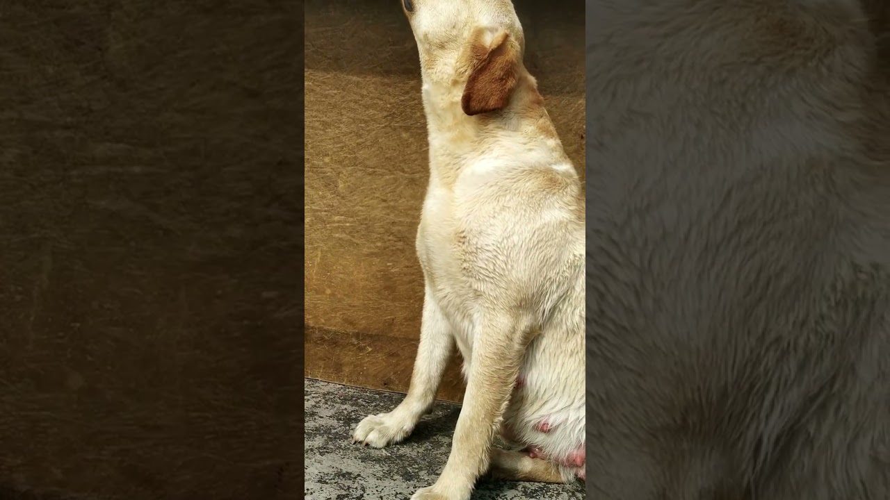 1k🎯 subscribe #doglover #dog #gsd #labrador #forever #female #dogs #shortvideo #kingshepherd #bully