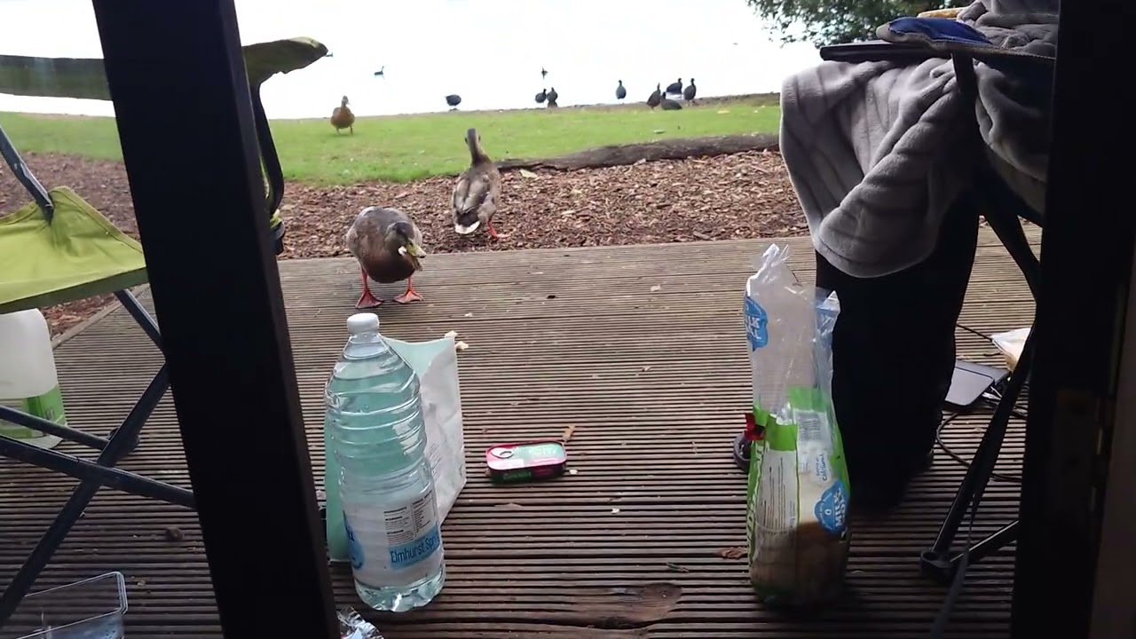 Feeding ducks at dacre lakeside park 2