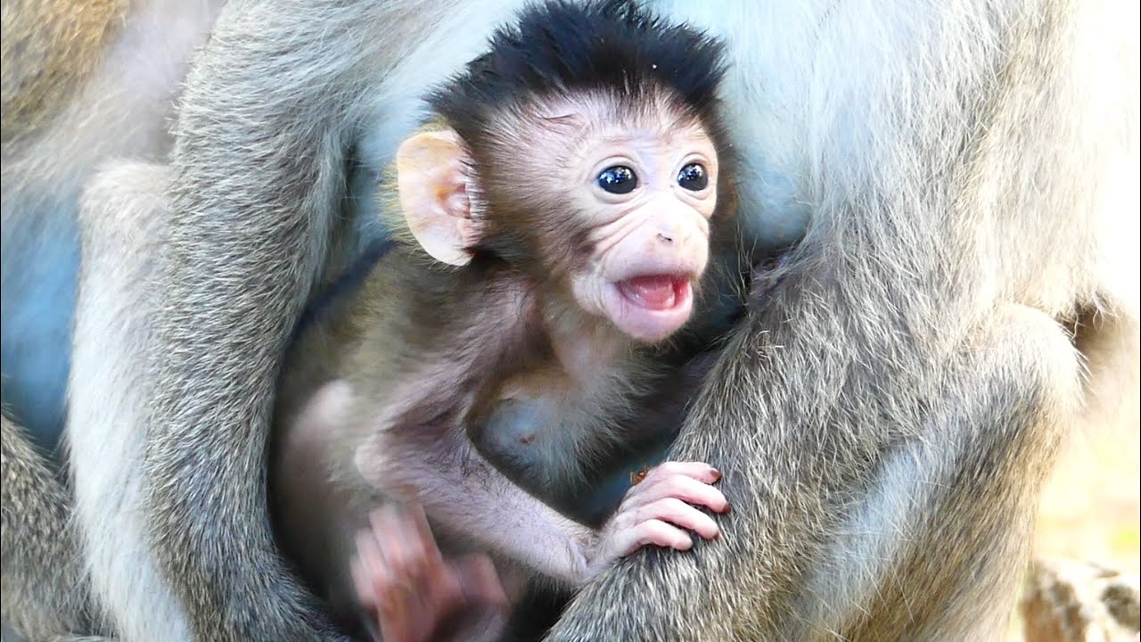 Love The Way BB Monkey Aria Talking With Natural Body Language Lip Smacking.