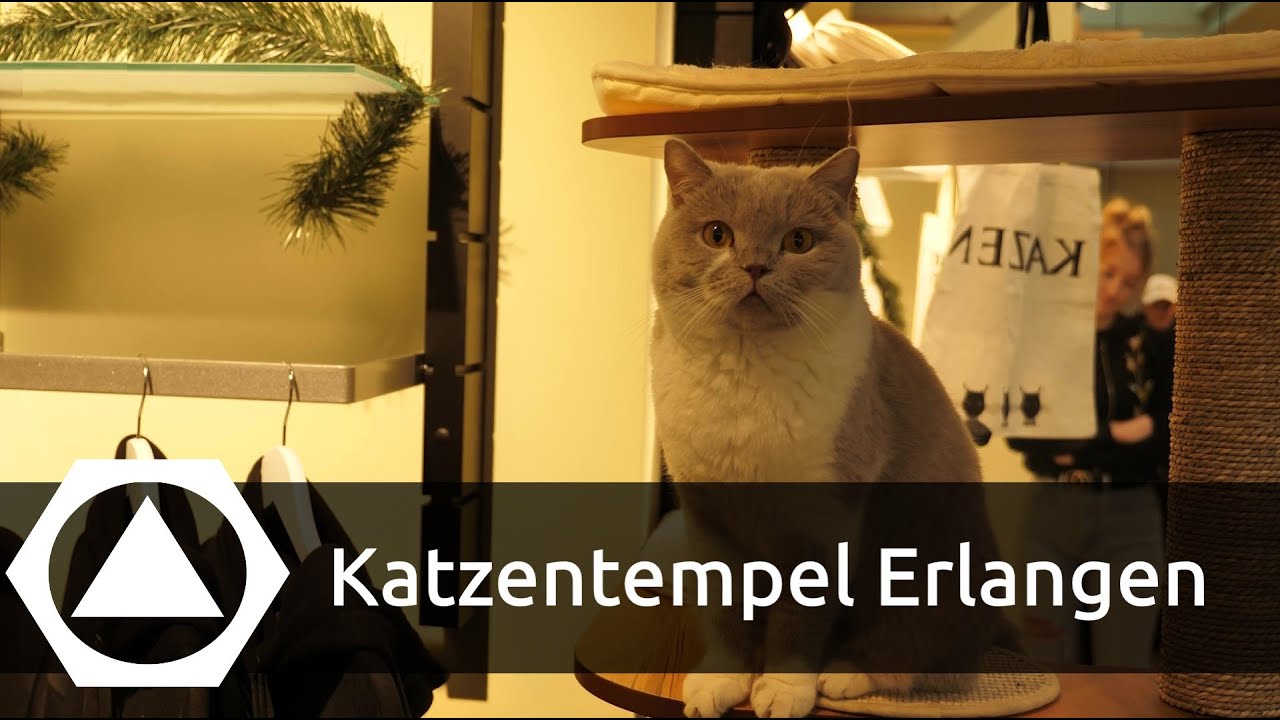 Der Katzentempel in Erlangen - Veganes Restaurant mit Samtpfötchen
