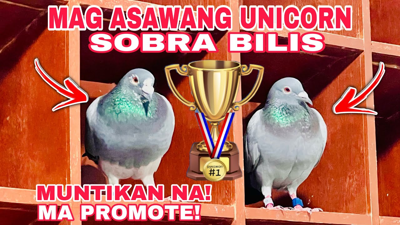 EP576 - WATCH UNTIL THE END SOBRA GILAS NILA UNICORN😱