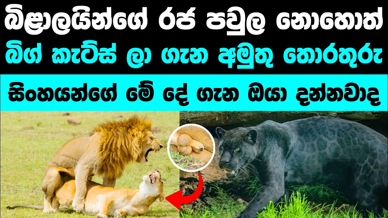 විශාල බළල් පවුල ගැන අපූරු තොරතුරු ගොඩක් | The Big Cats