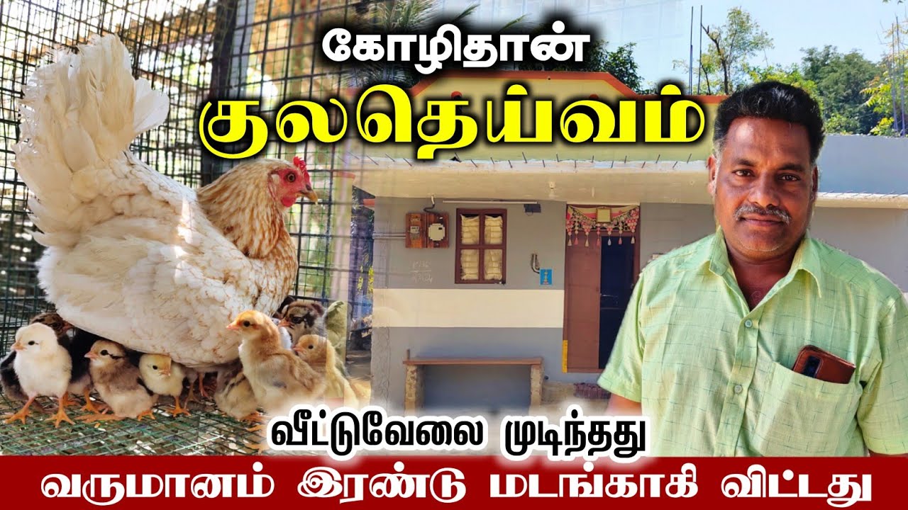 🐓வீட்டுக்கு பின்னால் 10 சென்ட் இடம், 30 கோழிகள், 30 ஆயிரம் வருமானம்?