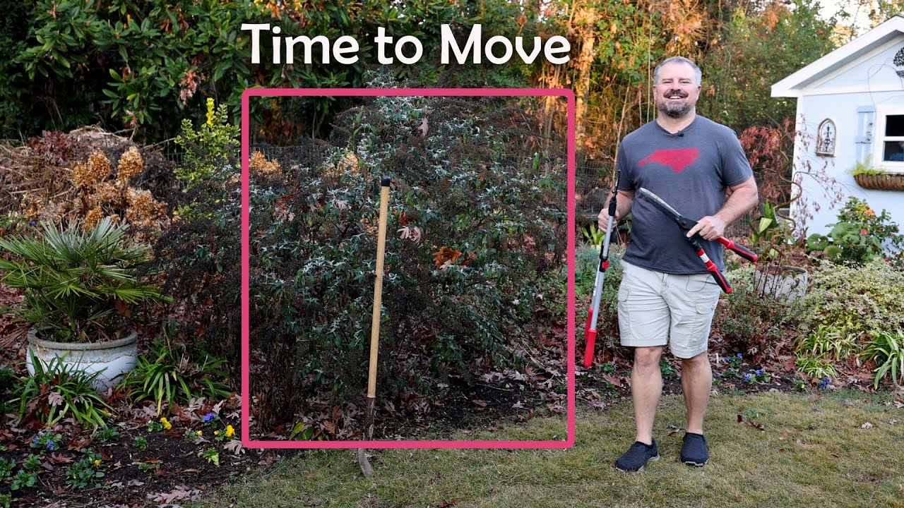 How to Transplant a Butterfly Bush