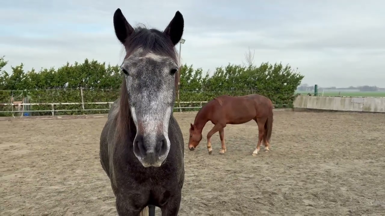 Meadow Nutrition Investeringsfilm 2