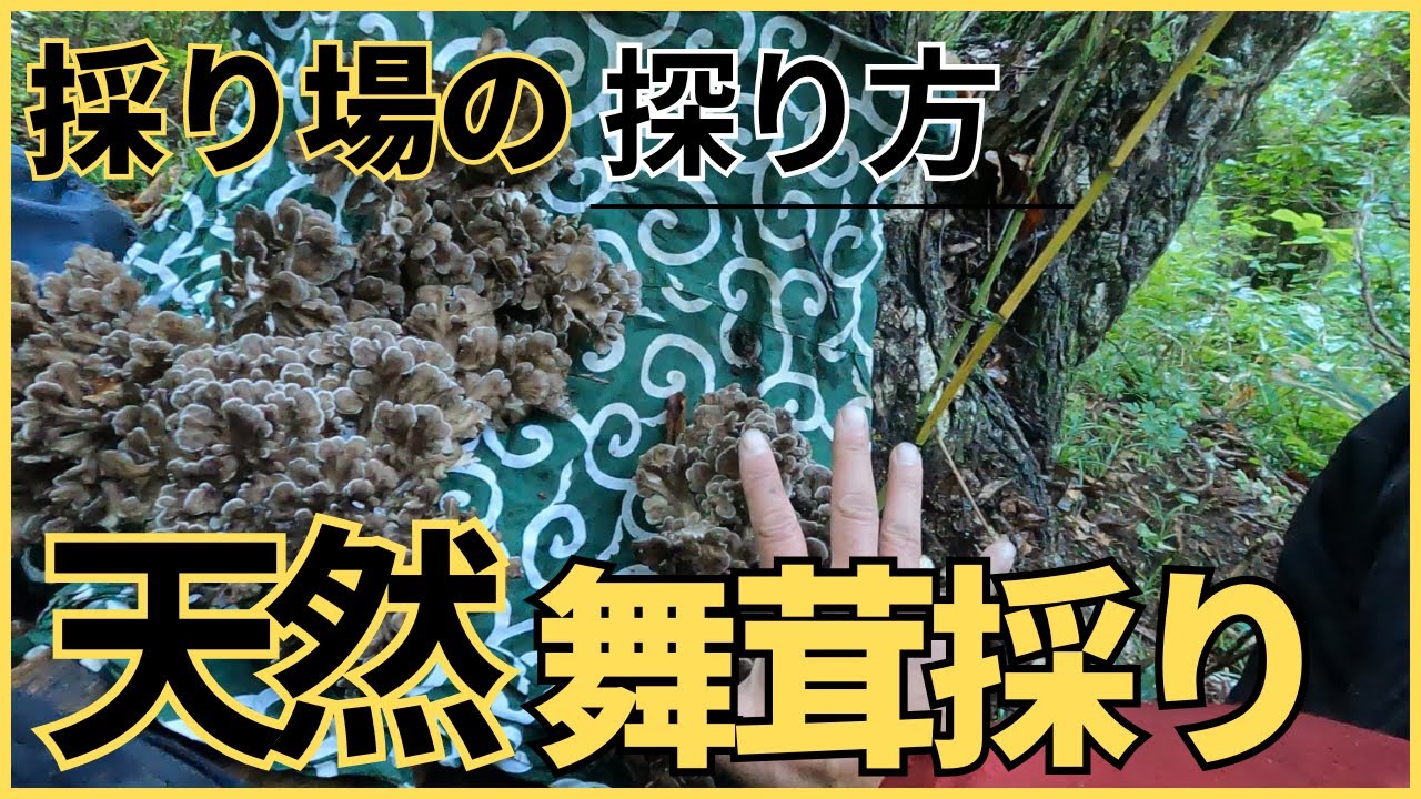 不作ながらの舞茸ラッシュ！怒涛の舞茸乱舞！