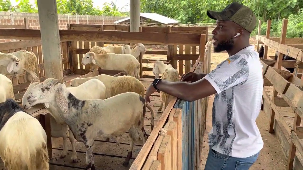 Élevage de mouton: lorsque le bénéfice devient capital on va du lapin au mouton 🤩