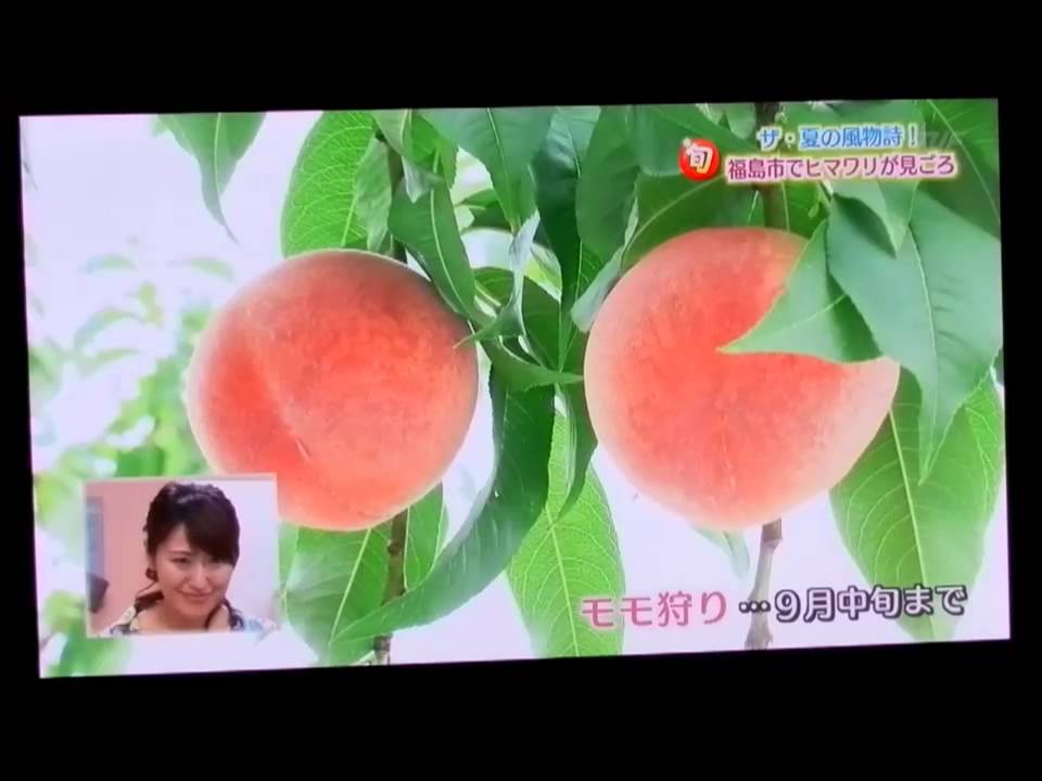 はぴすた　ライダーズピットまるせい果樹園登場