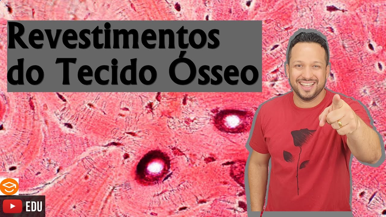 Revestimentos do Tecido &Oacute;sseo - Peri&oacute;steo e End&oacute;steo - Tecido &Oacute;sseo - Histologia Animal