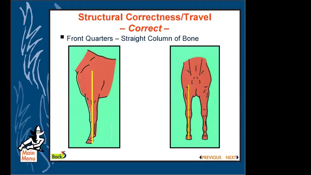 Horse Judging Basics