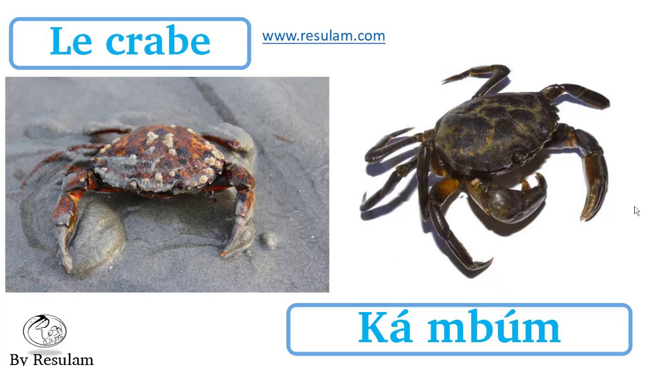 Les animaux en langue yemba part3: les animaux aquatiques