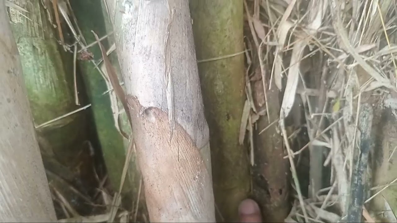 Bolang bambu dapet bambu yin yhang unik#unik#bambupetukjalu 